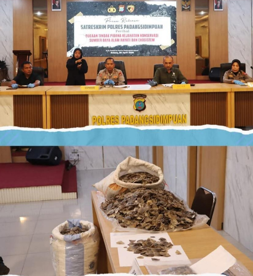 Polres Padangsidimpuan Gagalkan Perdagangan Kulit Harimau Dahan dan Sisik Trenggiling